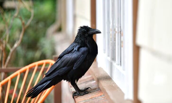 La instalación de una fuente en el jardín de Lou Anne Brickhouse en Los Ángeles atrajo a numerosos animales, incluyendo cuervos amantes del queso asado.