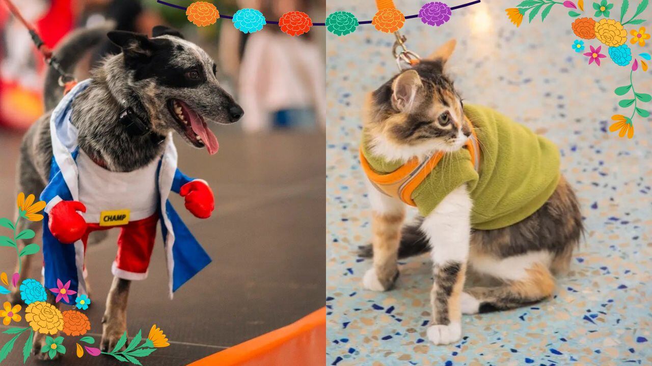 Perros día de muertos