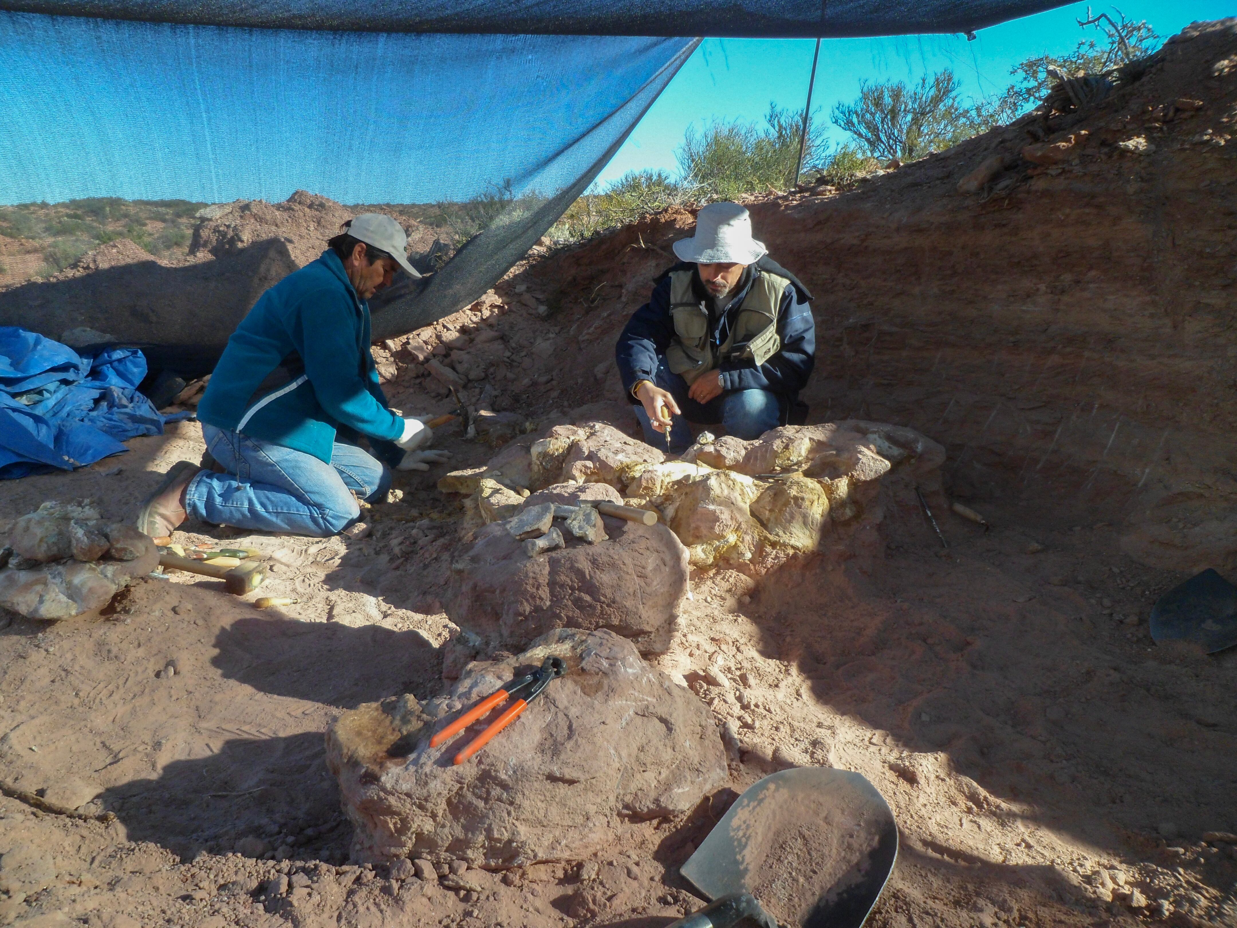 Esta fotografía facilitada por el CONICET argentino, tomada el 29 de marzo de 2013, muestra los restos fosilizados de una nueva especie de dinosaurio saurópodo, de aproximadamente 83 millones de años de antigüedad, en La Invernada, provincia de Neuquén, Argentina. Científicos argentinos han encontrado los restos de una nueva especie de dinosaurio saurópodo, de aproximadamente 83 millones de años de antigüedad, en la provincia patagónica de Neuquén, según informó esta semana el instituto estatal de investigación Conicet. El esqueleto del herbívoro de cuello largo, perteneciente al grupo de los titanosaurios y denominado Yeneen houssayi, fue encontrado en una zona conocida como Cerro Overo - La Invernada, una región rica en restos paleontológicos. El descubrimiento fue publicado en la revista especializada Historical Biology. (Foto de Handout / CONICET / AFP)