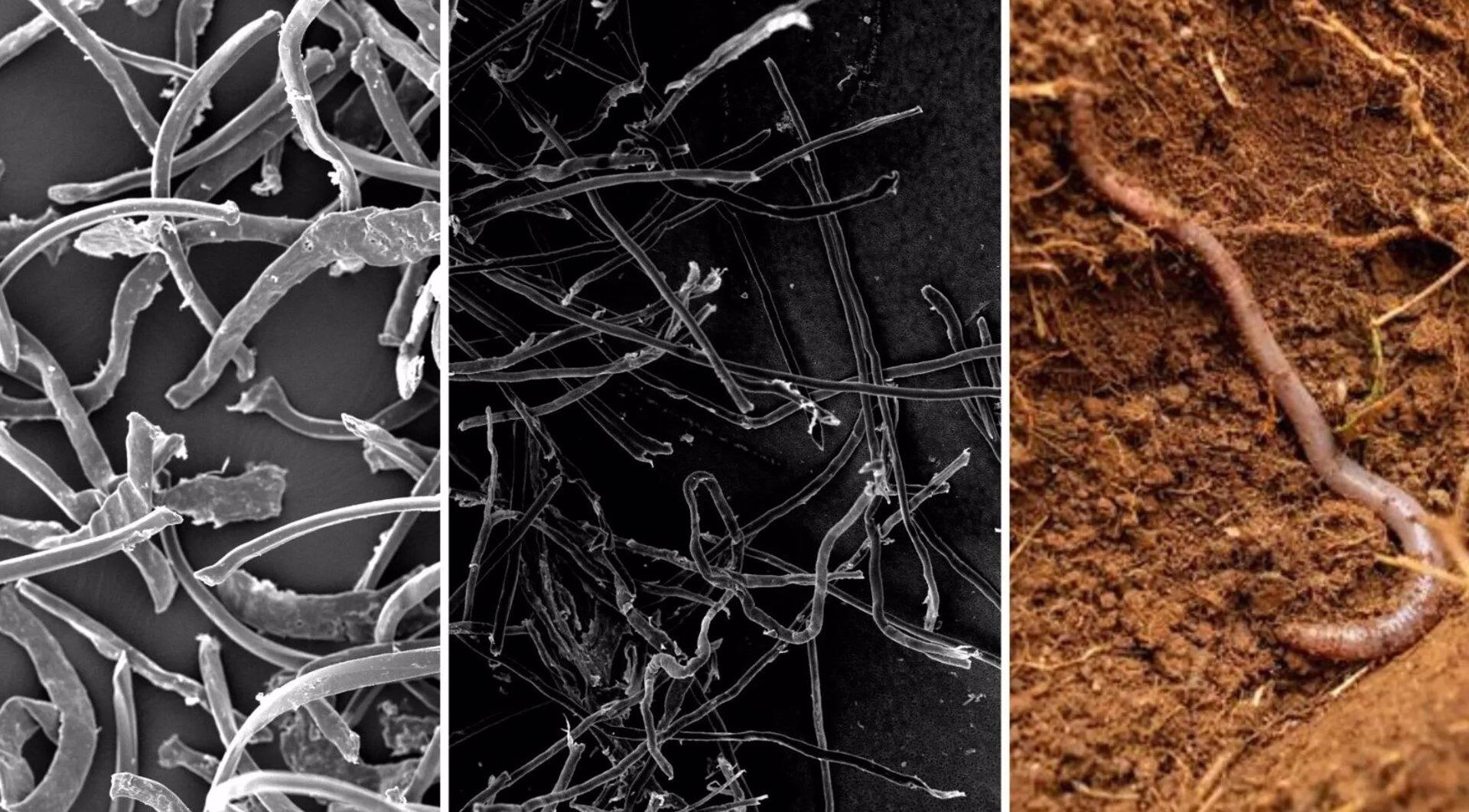 Los científicos sugieren que los materiales que se proponen como alternativas al plástico deberían probarse exhaustivamente antes de usarse ampliamente en una variedad de productos.