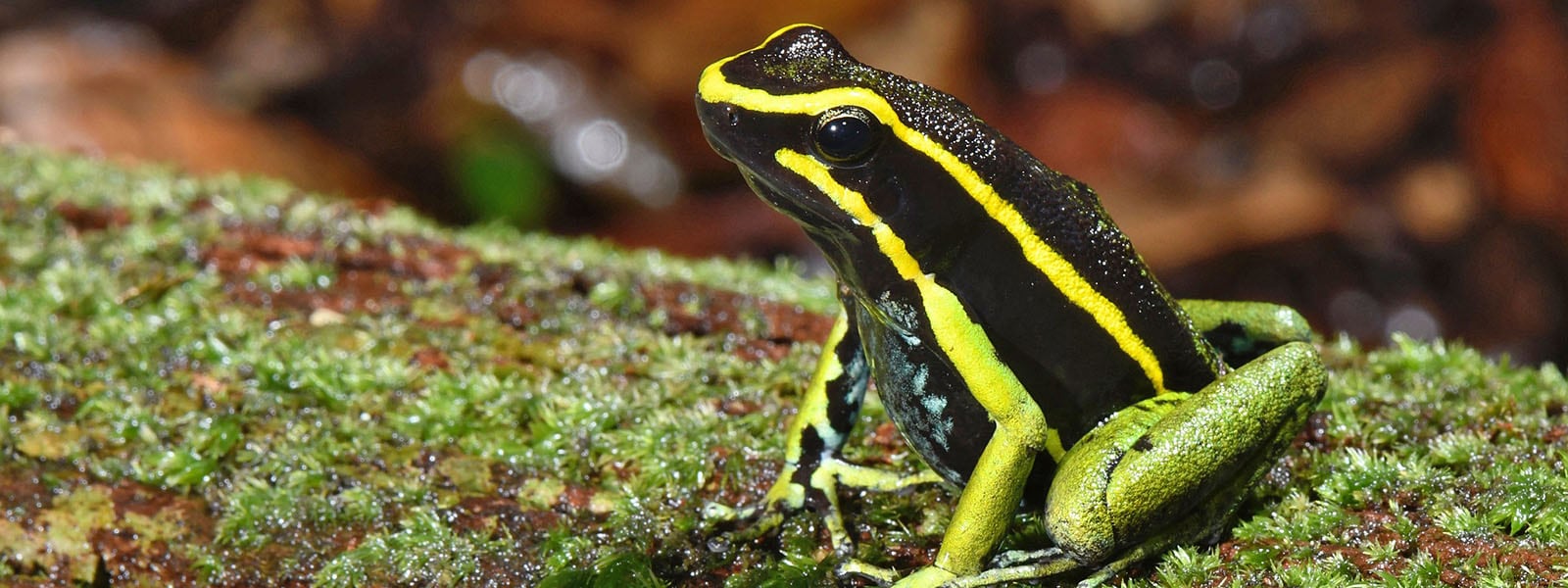 La piel de la ranita de tres rayas, Ameerega trivittata, contiene una mezcla de toxinas letales que interfieren en el funcionamiento de proteínas celulares clave.