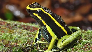 La increíble guerra evolutiva: cómo animales sobreviven a toxinas mortales