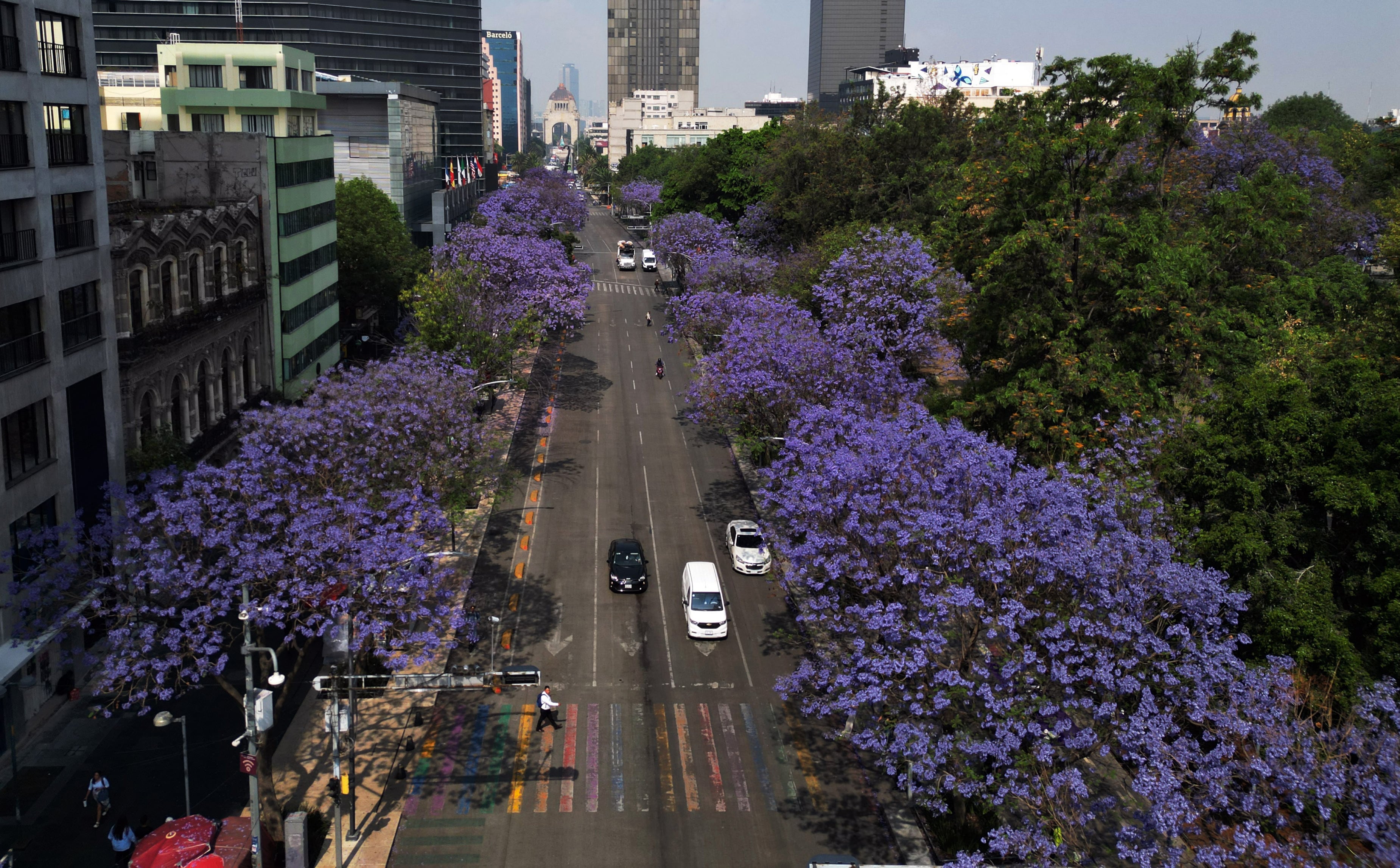 Jacarandas destacan en la ciudad, pero su carácter invasor genera preocupación por efectos en biodiversidad.