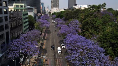 La jacaranda que define el paisaje de Ciudad de México es considerada invasora por su impacto ecológico