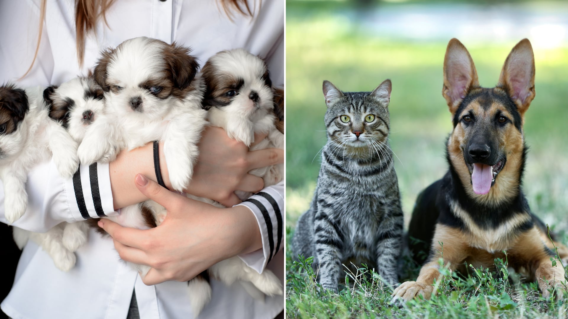 Nuevas reglas para criaderos y venta de perros y gatos ya rigen en Costa Rica: estos son los cambios que impactan al sector