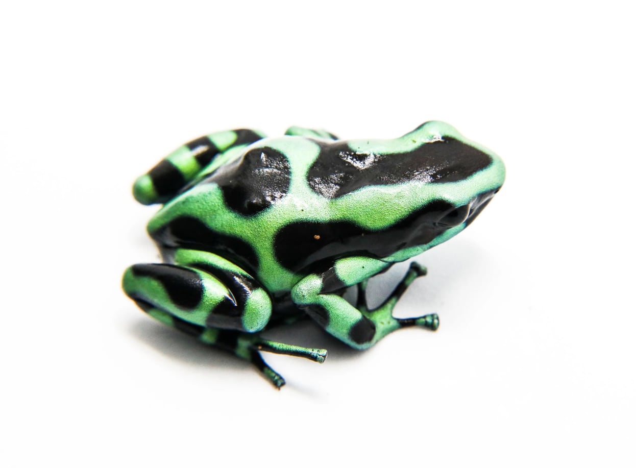 Una rana 'Dendrobates auratus'.