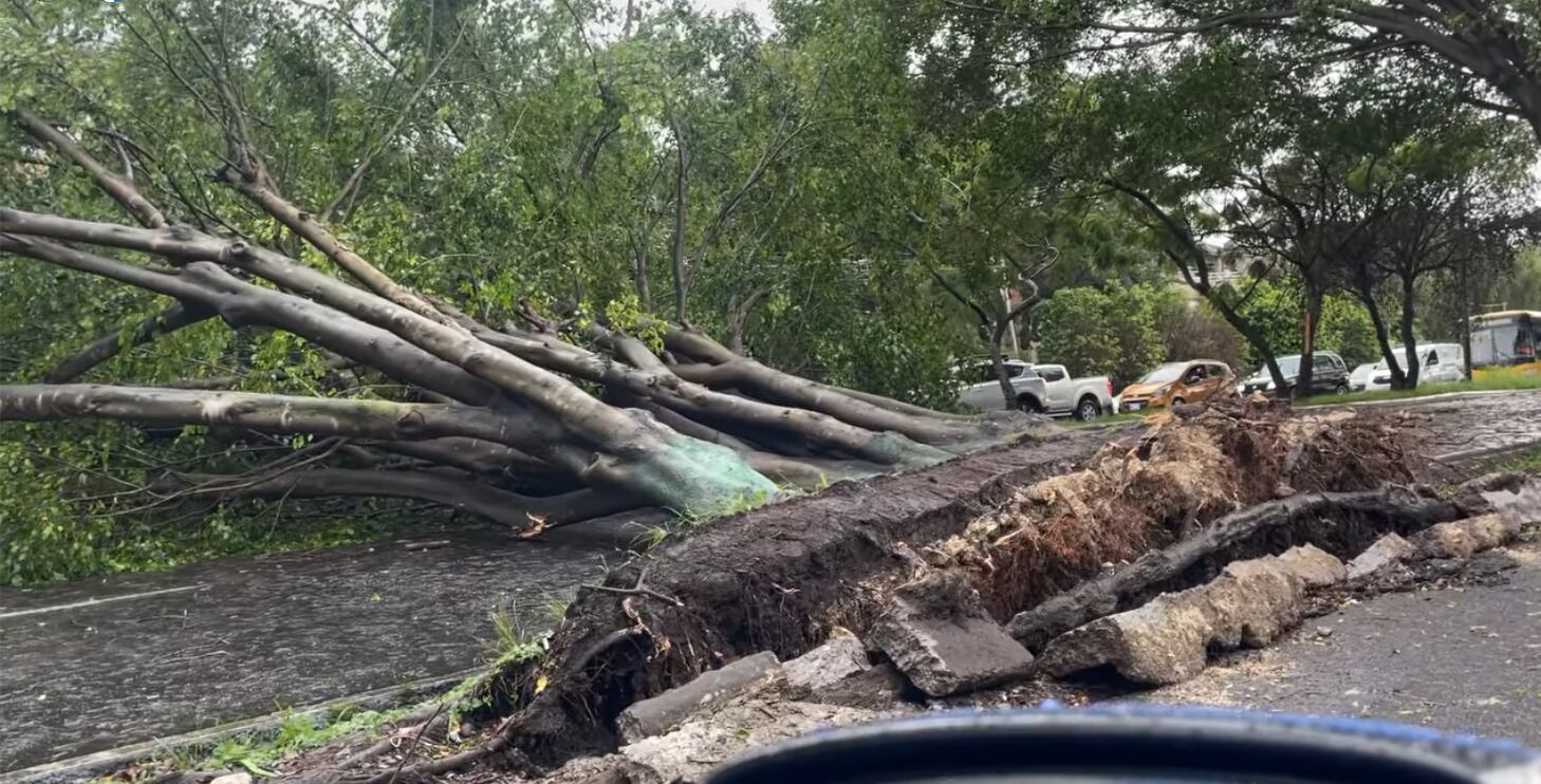 Cerca de la rotonda de las Garantías Sociales en Zapote, estos grandes árboles fueron derribados por las fuertes ráfagas de viento. Foto: Cortesía Angie López Arias.