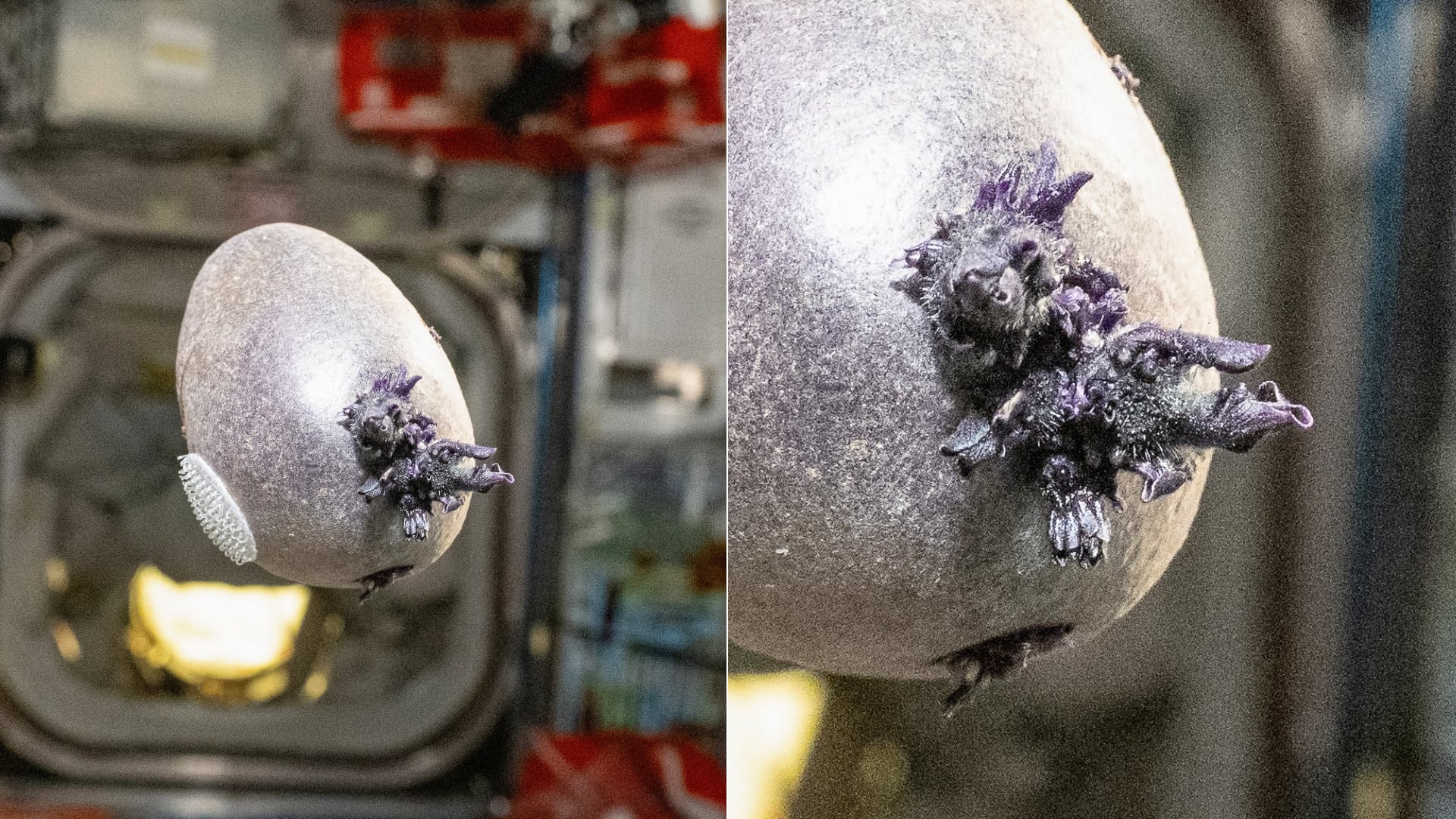 Una imagen viral confundió a usuarios que pensaron en un alienígena. En realidad, era una papa cultivada en el espacio durante la Expedición 72.