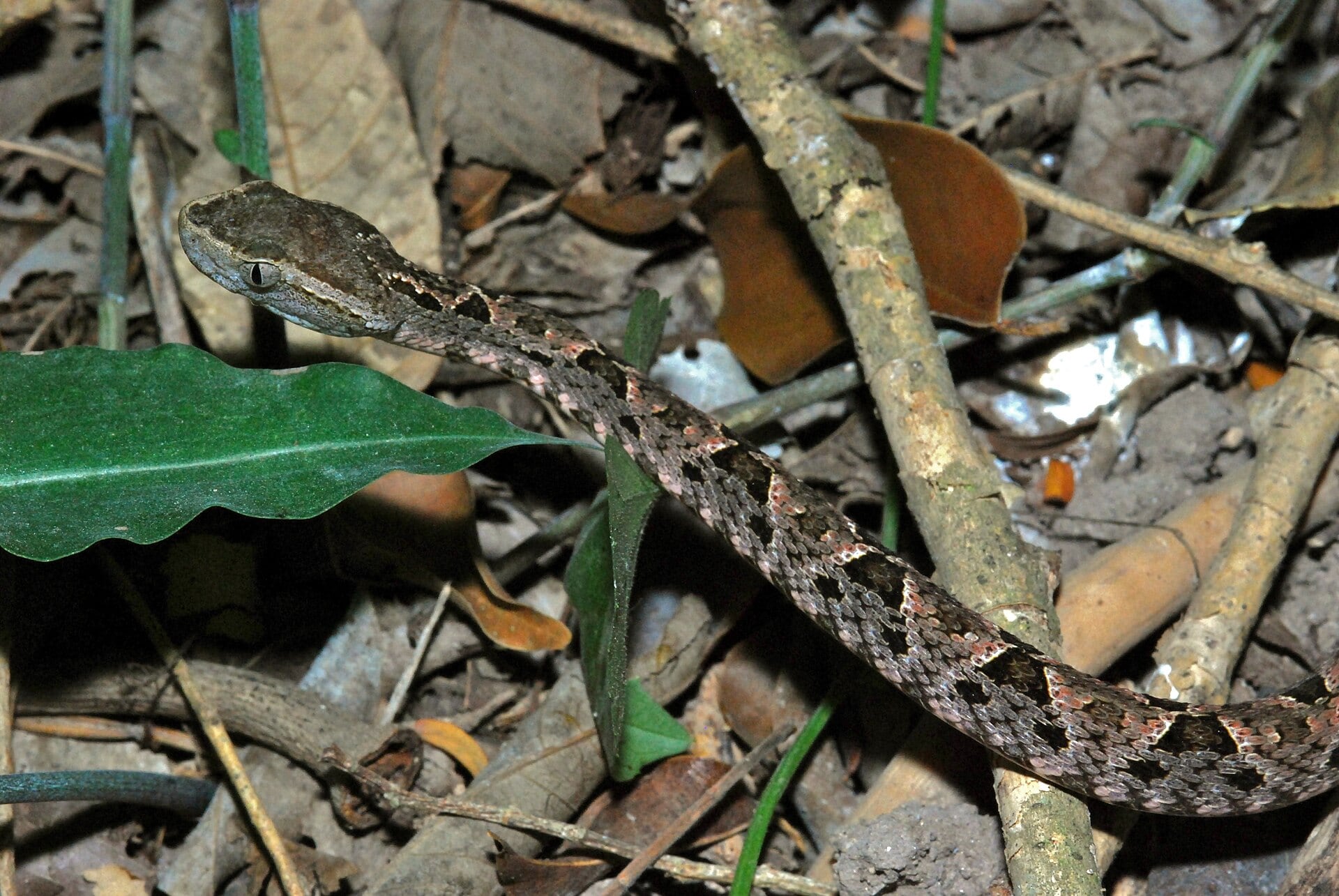 Investigadores analizaron cómo el cuerpo responde al veneno de serpientes Bothrops y por qué algunos pacientes evolucionan peor.