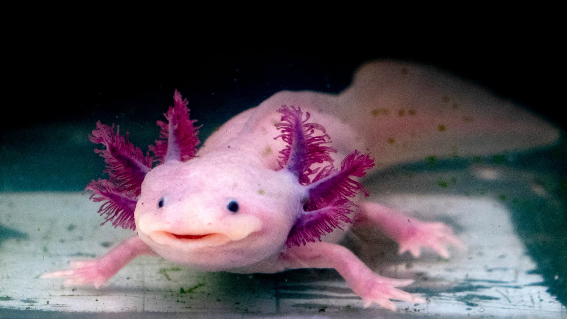Animal de laboratorio y mascota exótica, el axolote está al borde de desaparecer en su hábitat natural por contaminación y especies invasoras.