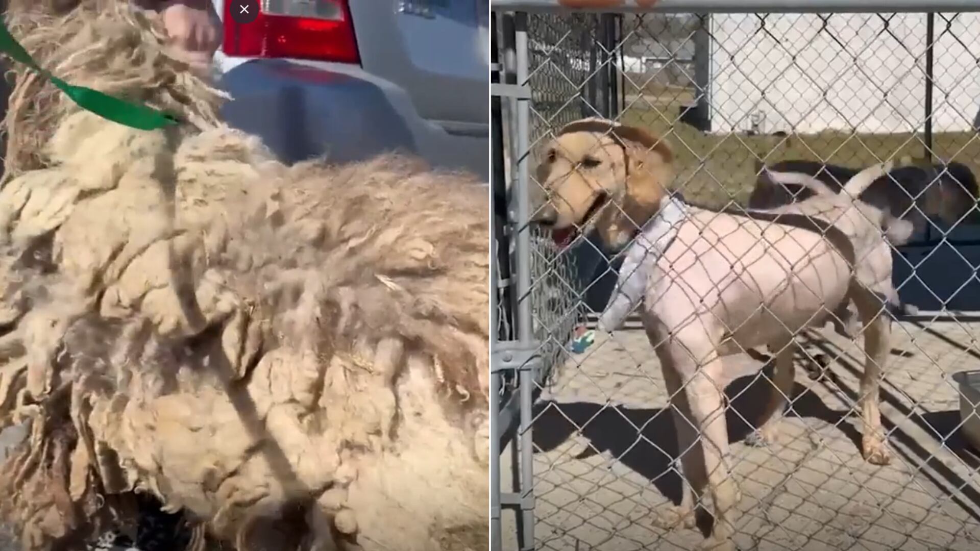Dos caniches fueron abandonados con un pelaje enmarañado. Durante el rescate, revelaron un tierno y sorprendente secreto.