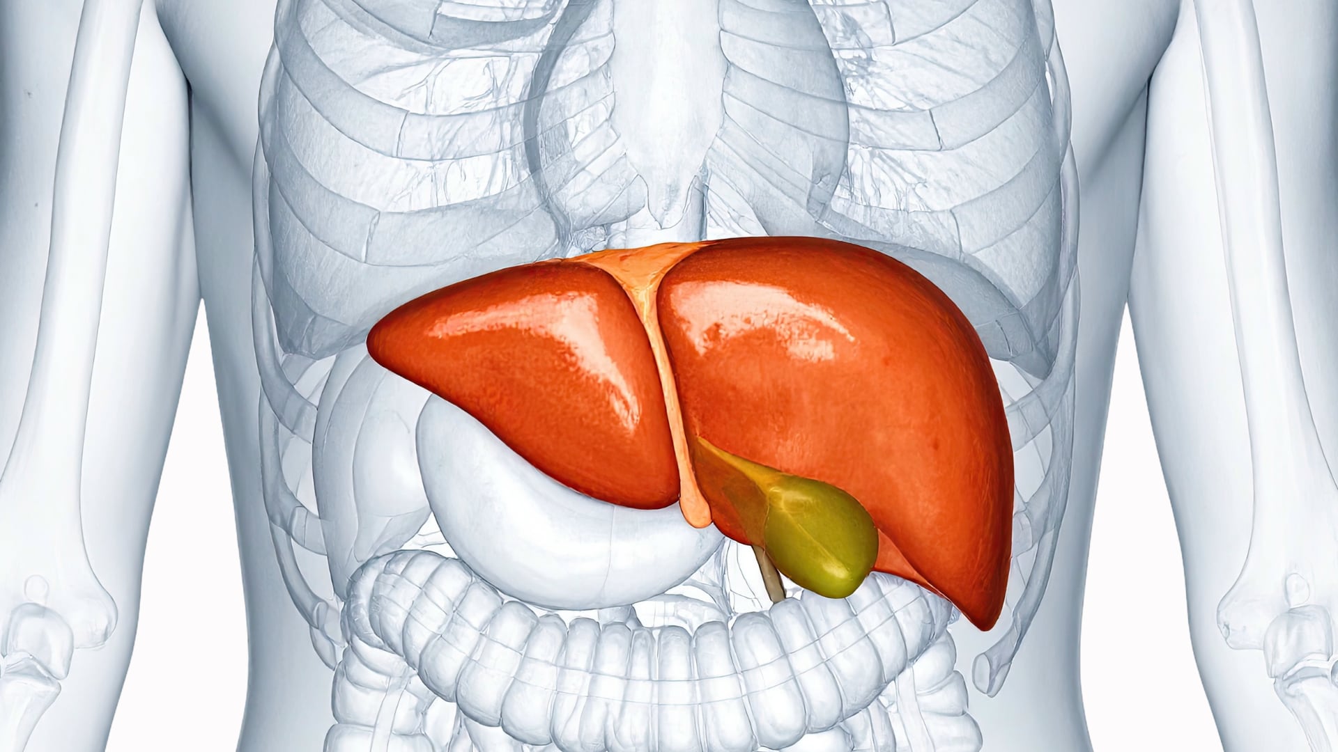 El hígado puede regenerarse con apoyo nutricional. Alcaucil, ajo, remolacha y palta aportan compuestos clave para su salud.