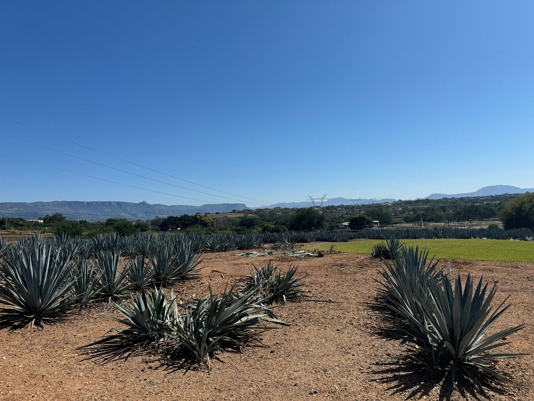 Planta con pinta de peligrosa es la minita de oro del tequila mexicano.