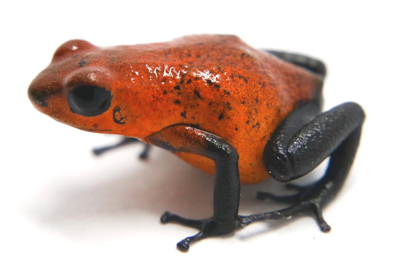 Una rana 'oophaga typographica'.