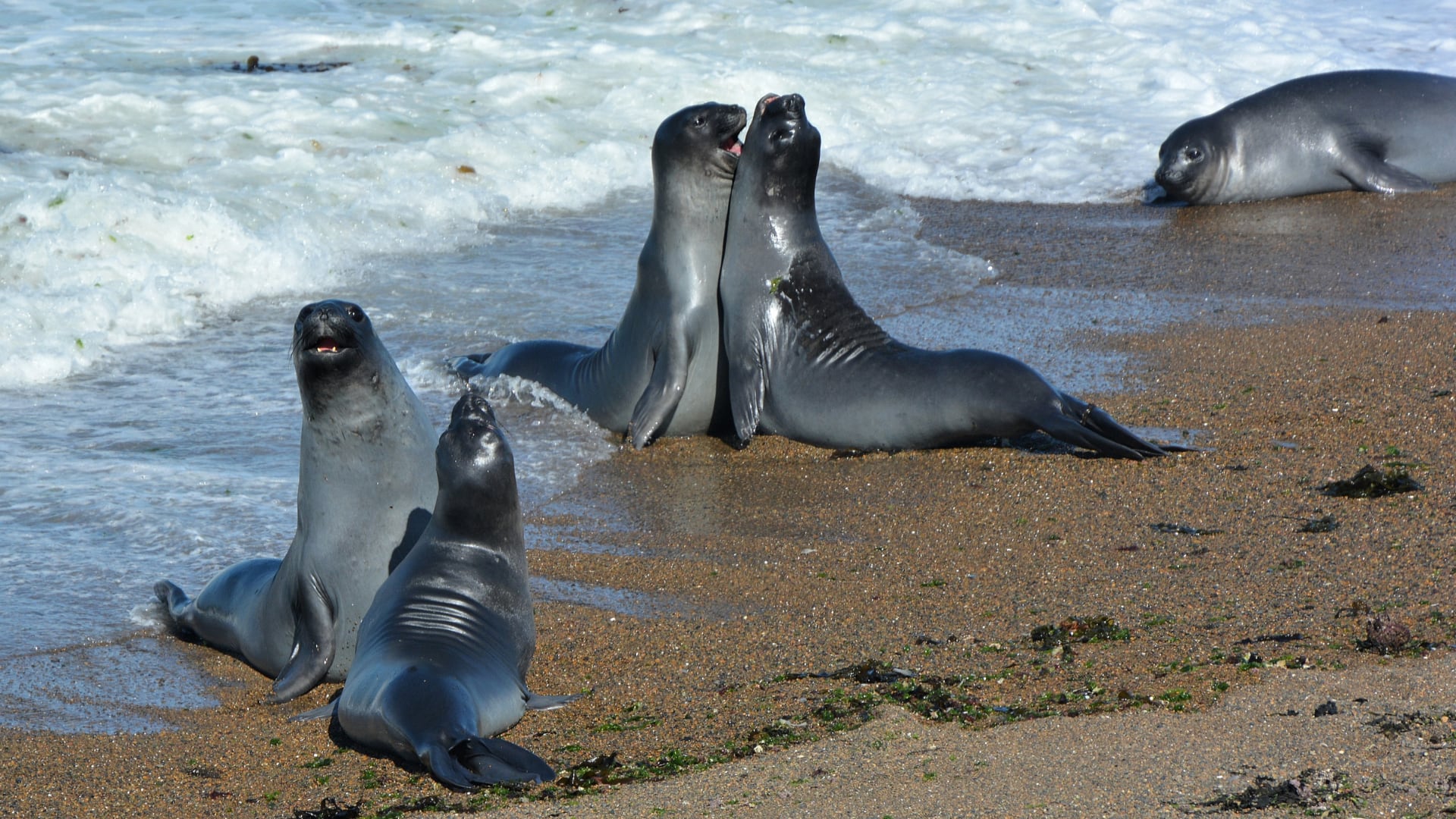 Investigación reveló caída drástica en colonias de elefantes marinos por gripe aviaria en Georgia del Sur. El virus ya afecta otras especies marinas.