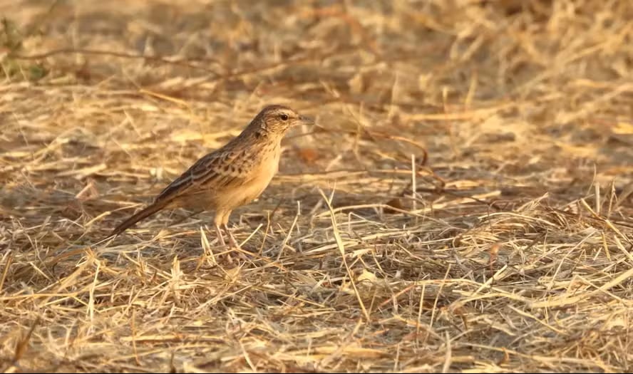 El inesperado hallazgo en Chad permitió obtener el primer registro fotográfico de una especie ausente durante 94 años.