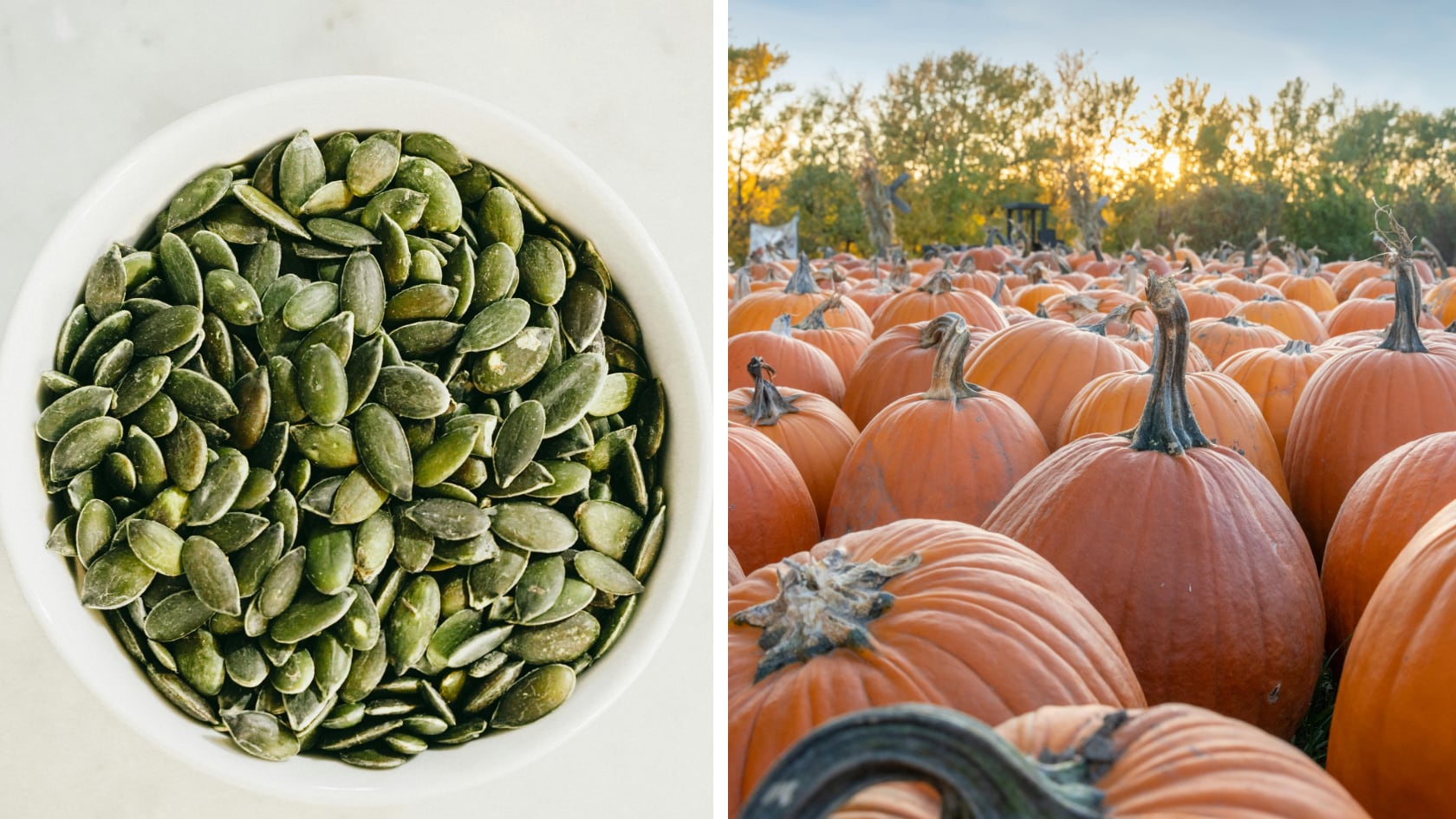 La proteína vegetal, el magnesio y la fibra convierten a las semillas de calabaza en un complemento nutritivo para músculos y digestión.