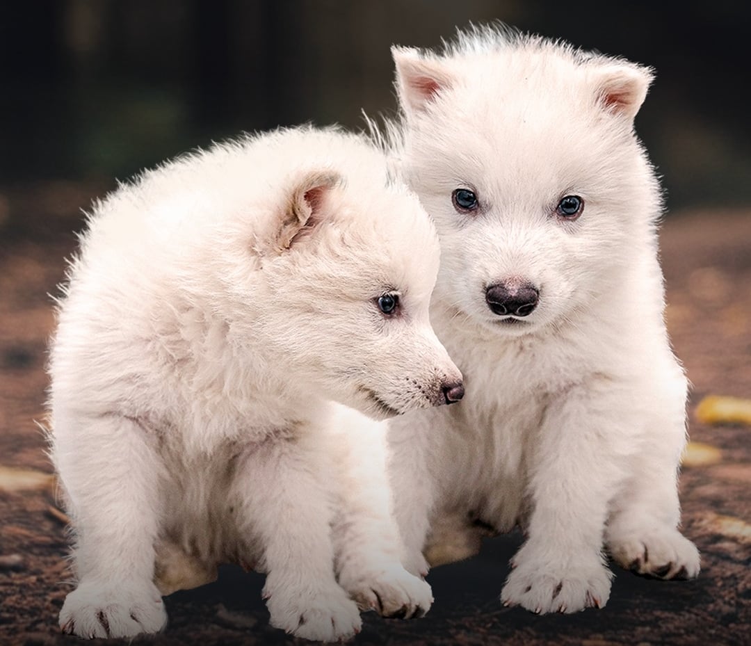Colossal Biosciences presentó tres cachorros genéticamente modificados con rasgos del extinto lobo terrible (Canis dirus), nacidos en una instalación en el norte de Estados Unidos. El proyecto forma parte de los esfuerzos de desextinción funcional de la empresa.