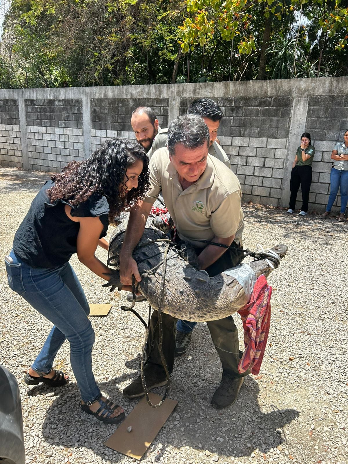 Capturan y trasladan a cocodrilo que se encontraba en alcantarilla.