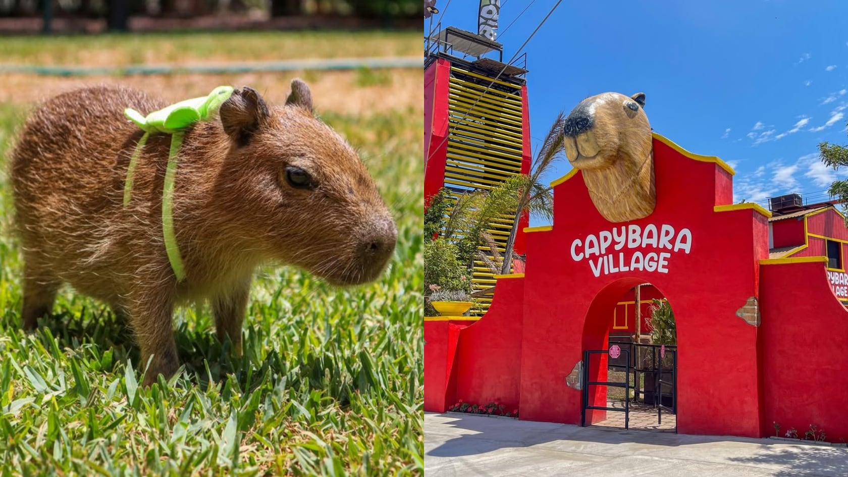 El nuevo Capybara Village permite alimentarlas, tocarlas y tomarse fotos. Conozca horarios, ubicación exacta y precios.