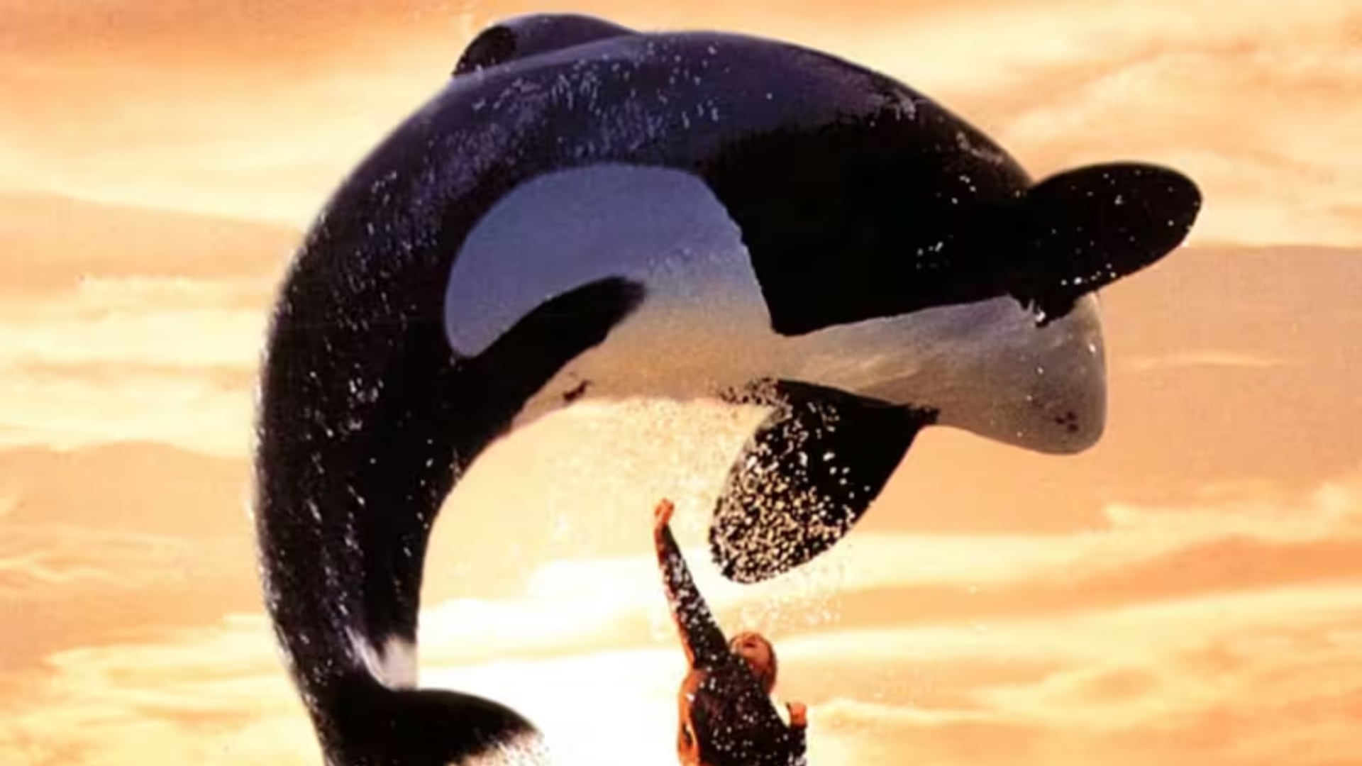 Keiko, la orca de 'Liberen a Willy', vivió décadas en cautiverio. Fue liberada parcialmente y murió en 2003. Su historia resurgió tras la muerte de Kshamenk.