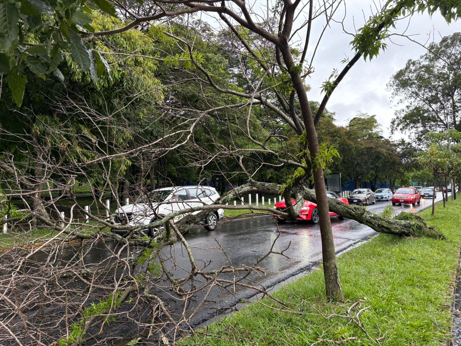 Se reportó la caída de un árbol en La Sabana, tras las fuertes lluvias.