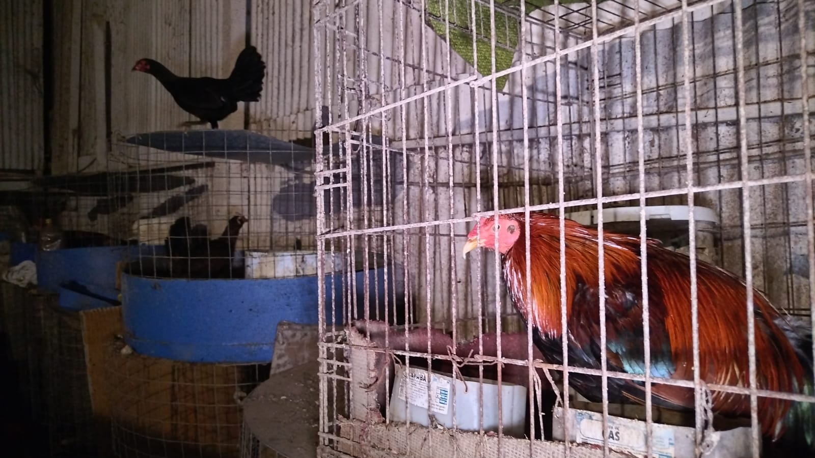 Las autoridades decomisaron 319 gallos vivos y cuatro muertos.