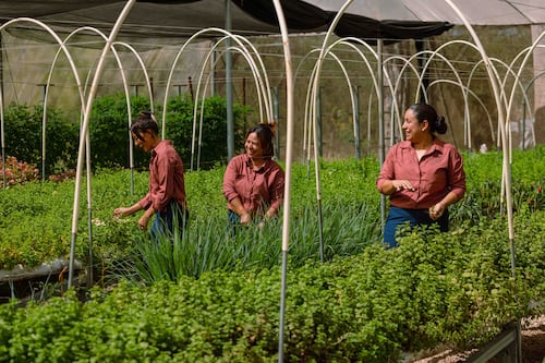 Flores comestibles, abejas premiadas y mujeres que transformaron una huerta en sustento: la otra cara de Reserva Conchal