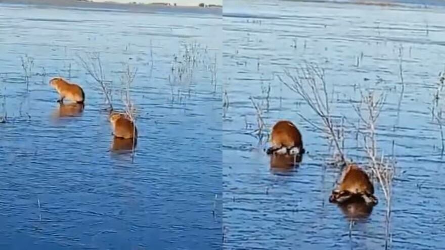 Capibaras fueron grabados mientras se deslizaban en hielo por una ola de frío sin precedentes en Corrientes.