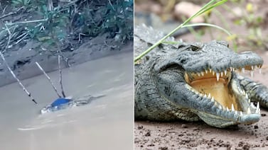 Cocodrilo de nueve metros arrastró el cuerpo de un adolescente tras ataque fatal: vea video