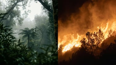 Pérdida de bosques tropicales cayó 36% en 2025 frente a una mayor amenaza de incendios