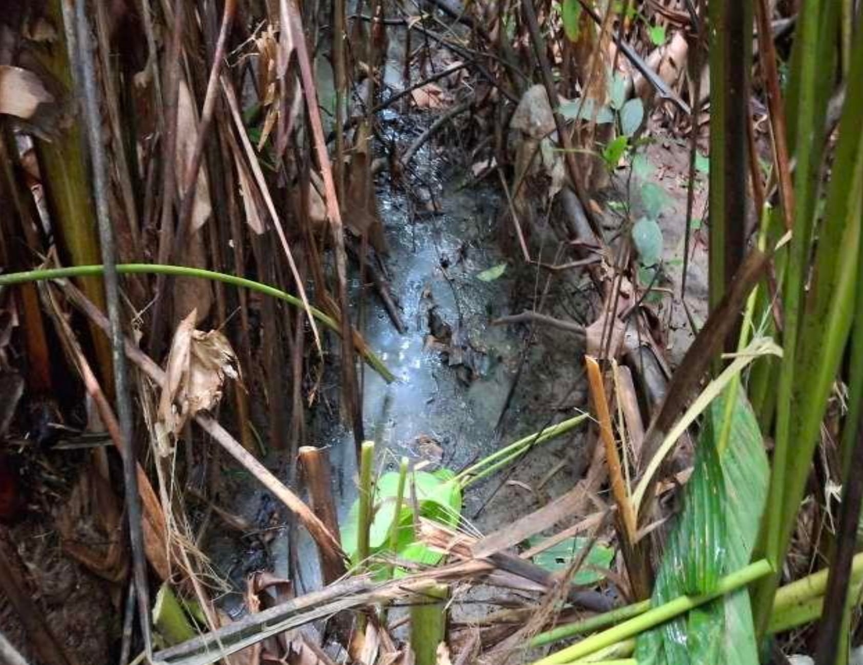 Fotografía de aguas residuales provenientes de la Estación Biológica Sirena vertidas dentro de los cuerpos hídricos del Parque Nacional Corcovado, según un informe del 23 de julio de 2025 del Área de Conservación Osa del Sinac.