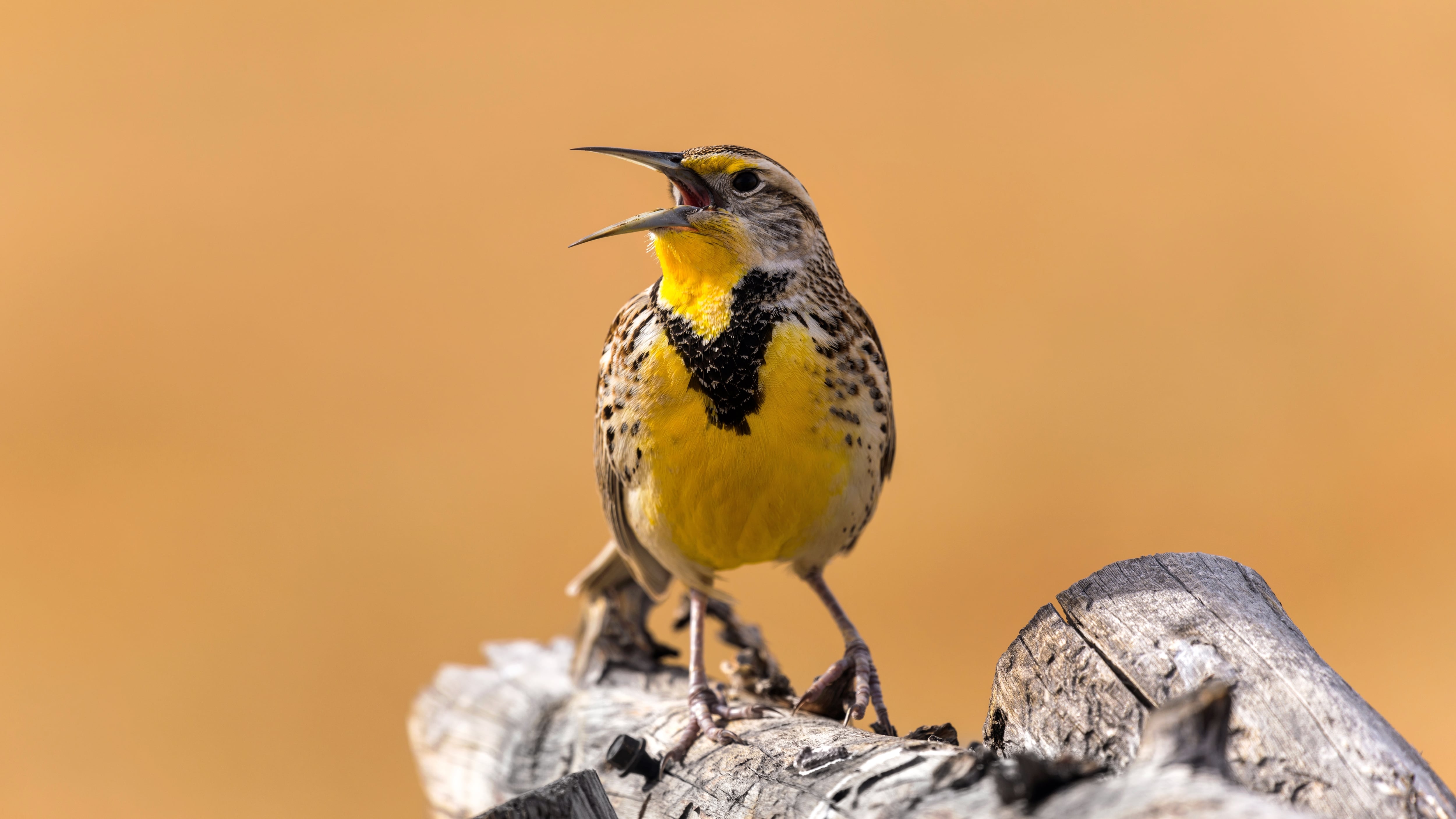 Pájaro pecho amarillo. ave