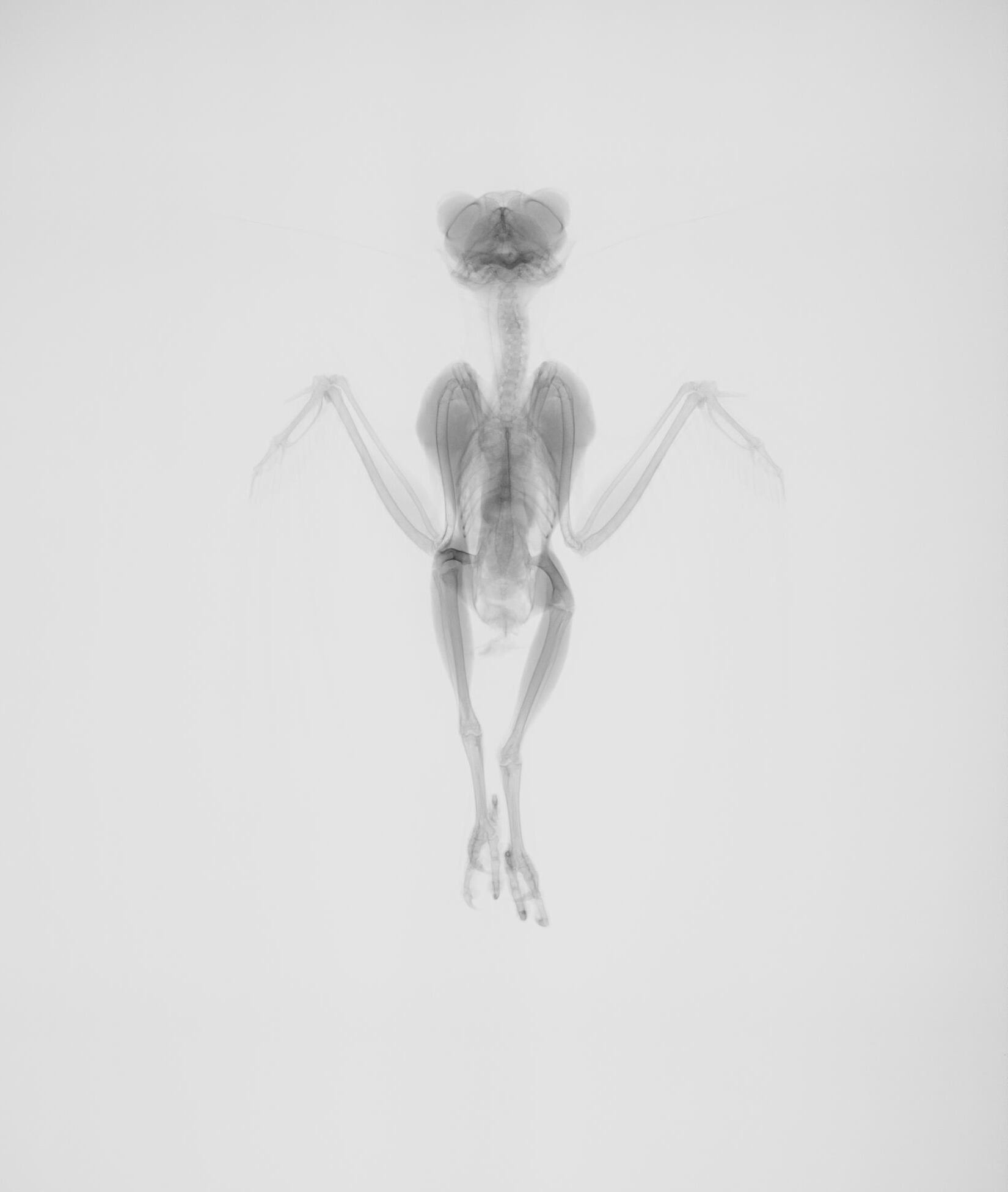 Radiografías de la colección 'El interior de la conservación'.