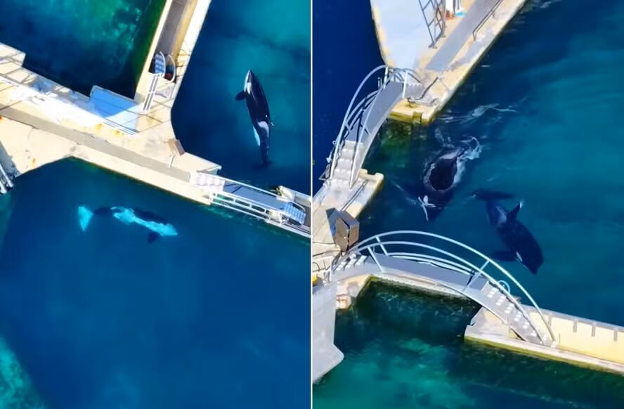 Las orcas y delfines siguen sin reubicación tras cierre del parque por ley contra espectáculos con cetáceos.