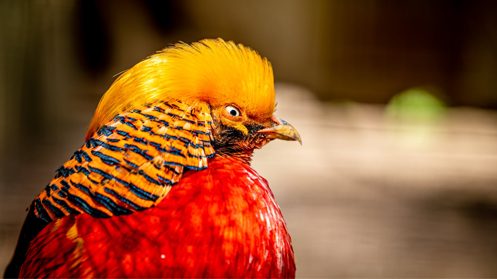 Un estudio evidenció que el plumaje de cortejo de faisanes reduce su visión en un 41 %, aumentando su vulnerabilidad ante depredadores.