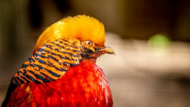 Esta especie de ave se vuelve casi 'ciega' por el amor: esto descubrieron
