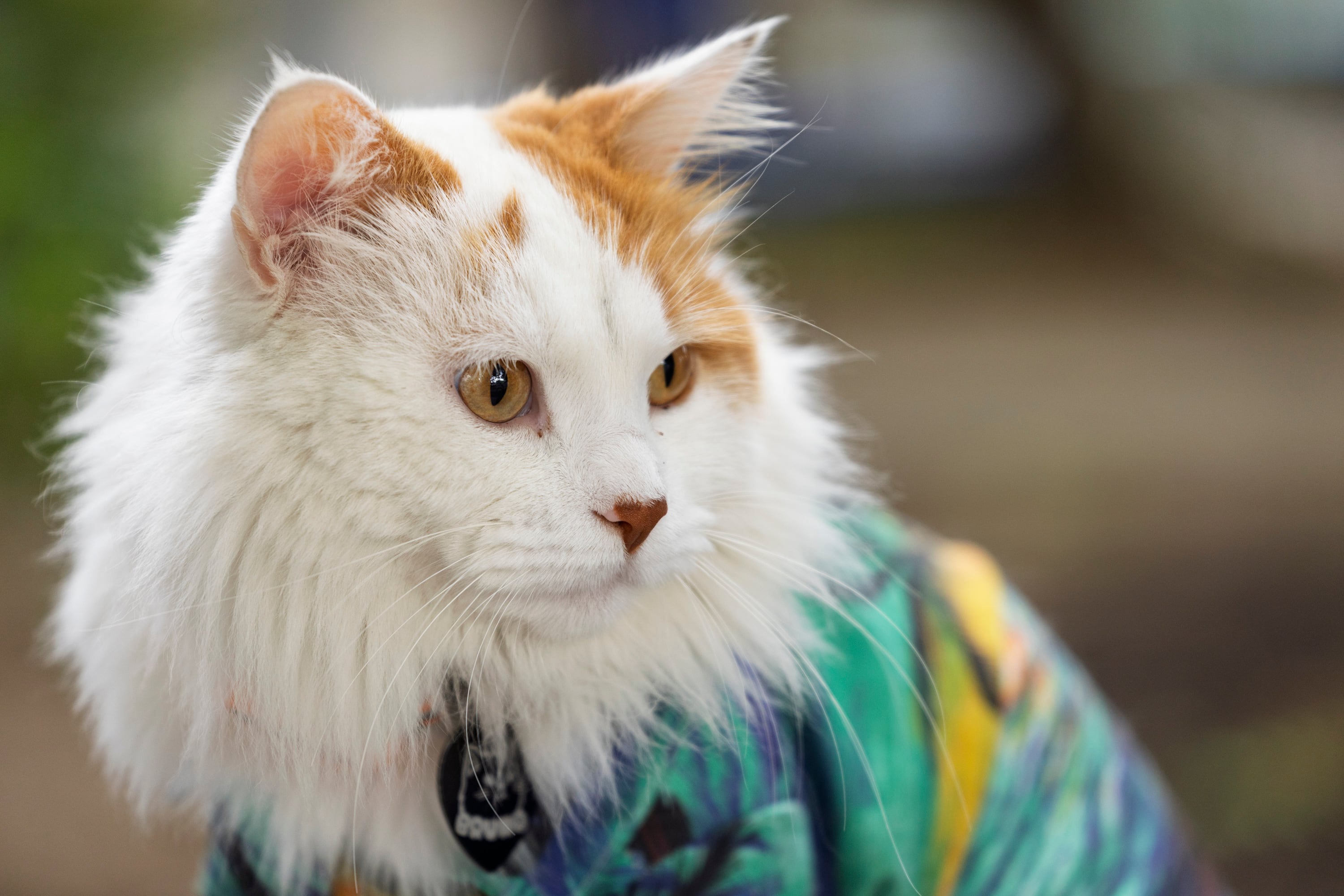 17/03/2026, San José, Tibás, entrevista con Diego Zamora dueño de Bruno, un gato que es su mascota y anda con el por todo el país en bicicleta.