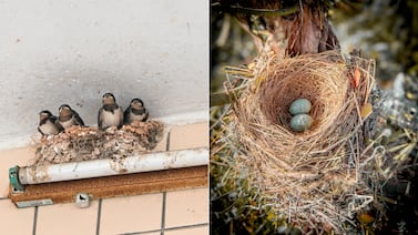 ¿Por qué los pájaros usan colillas de cigarro en sus nidos y qué efectos tiene?