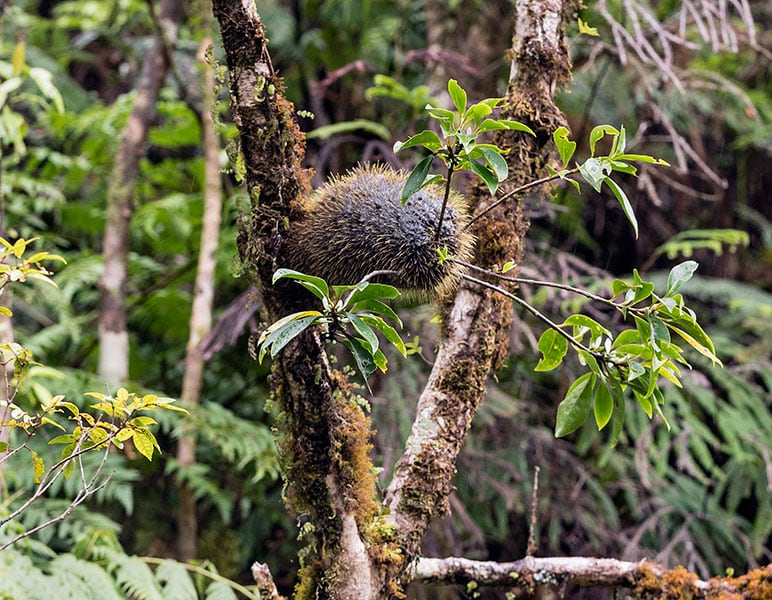 Dado que esta planta, la Squamellaria wilsonii (y otras especies relacionadas), crece en las alturas, adherida a los árboles, no puede obtener nutrientes del suelo. En su lugar, depende de las hormigas que viven en unas cavidades de la planta que se han desarrollado específicamente para ello.