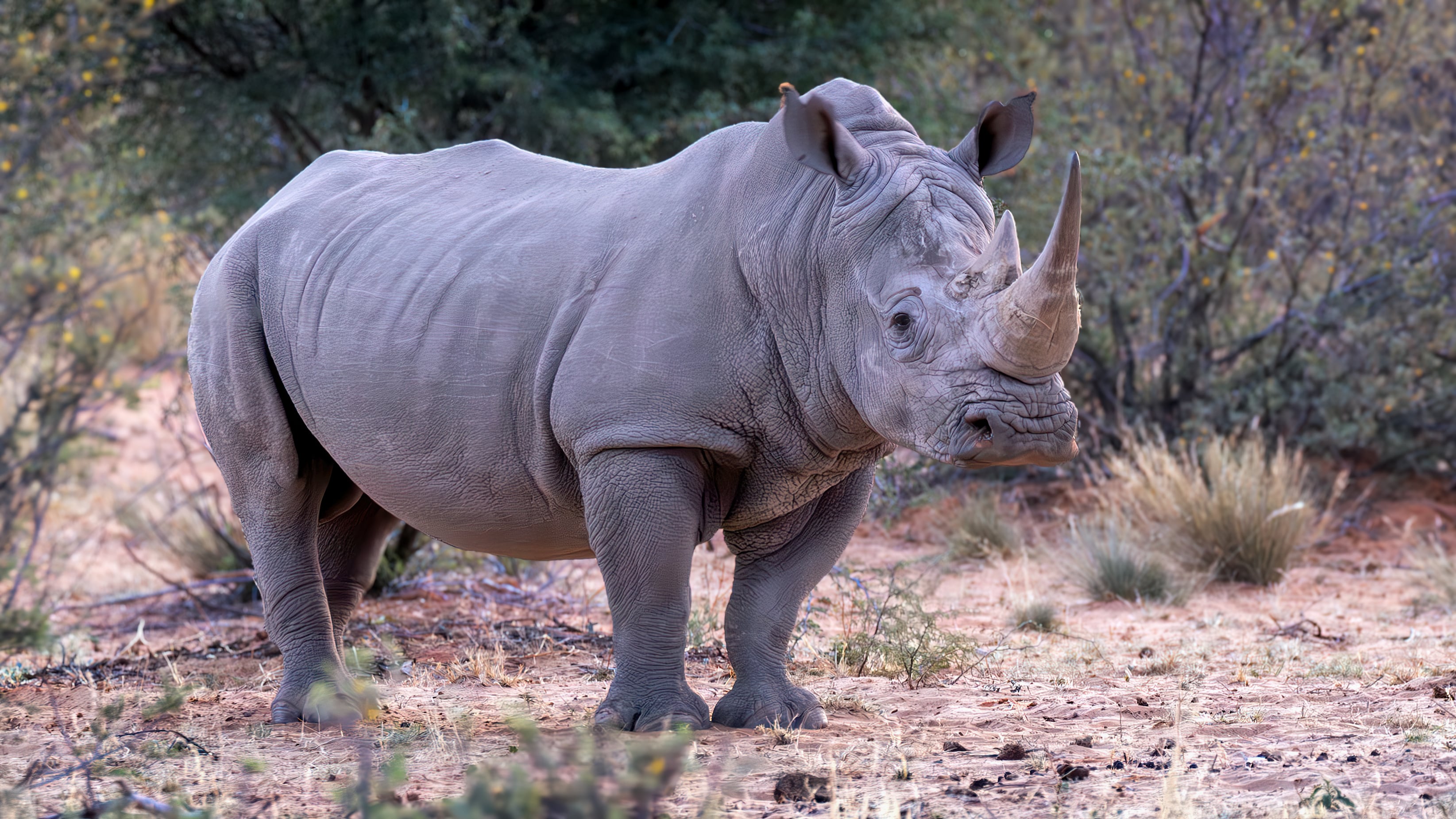 Rinoceronte blanco en el Parque Nacional Kruger en Sudáfrica.