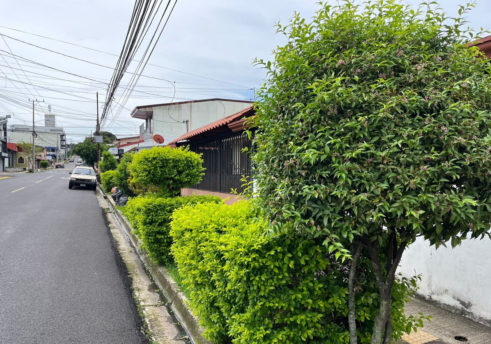 Una ventaja del catálogo es que también lista especies que no dañan aceras, embellecen zonas externas y hasta dan alimento a polinizadores. Fotografía: