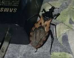 Vecinos de San Isidro de Heredia enviaron fotografías a la Municipalidad, ante la alerta por la presencia del insecto en la comunidad.