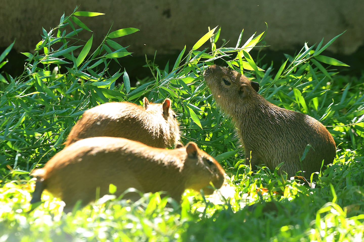 ¿Quiere ver a los capibaras? A partir de esta fecha podrá ir a ...