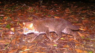 Un hallazgo inesperado devuelve la esperanza a uno de los gatos más raros del mundo