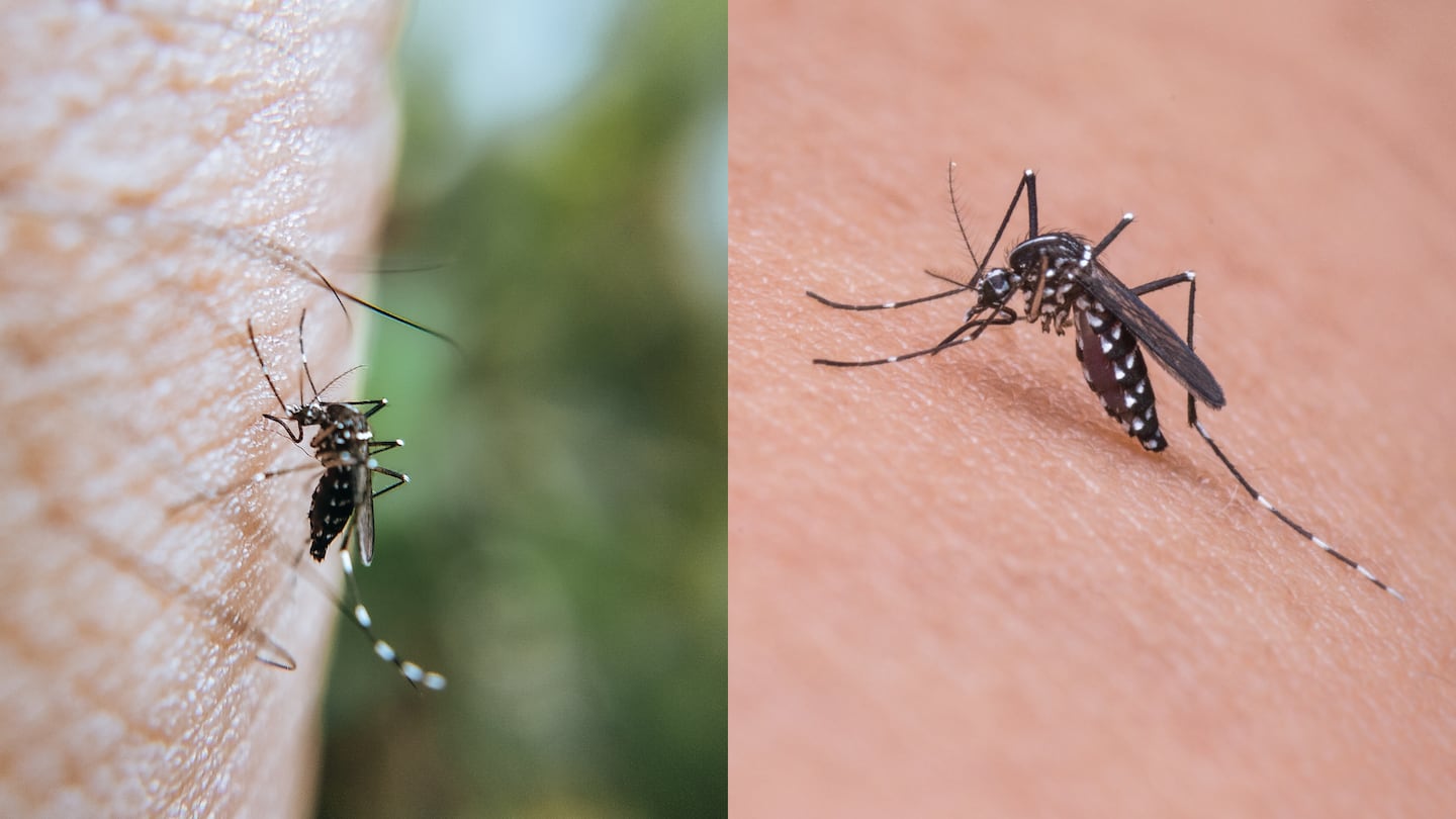 Salud reporta 849 casos de dengue: conozca las zonas que concentran mayor impacto de la enfermedad