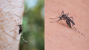 Salud reporta 849 casos de dengue: conozca las zonas que concentran mayor impacto de la enfermedad