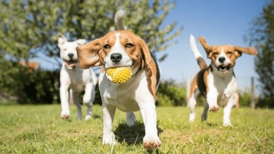 Día Mundial del Perro