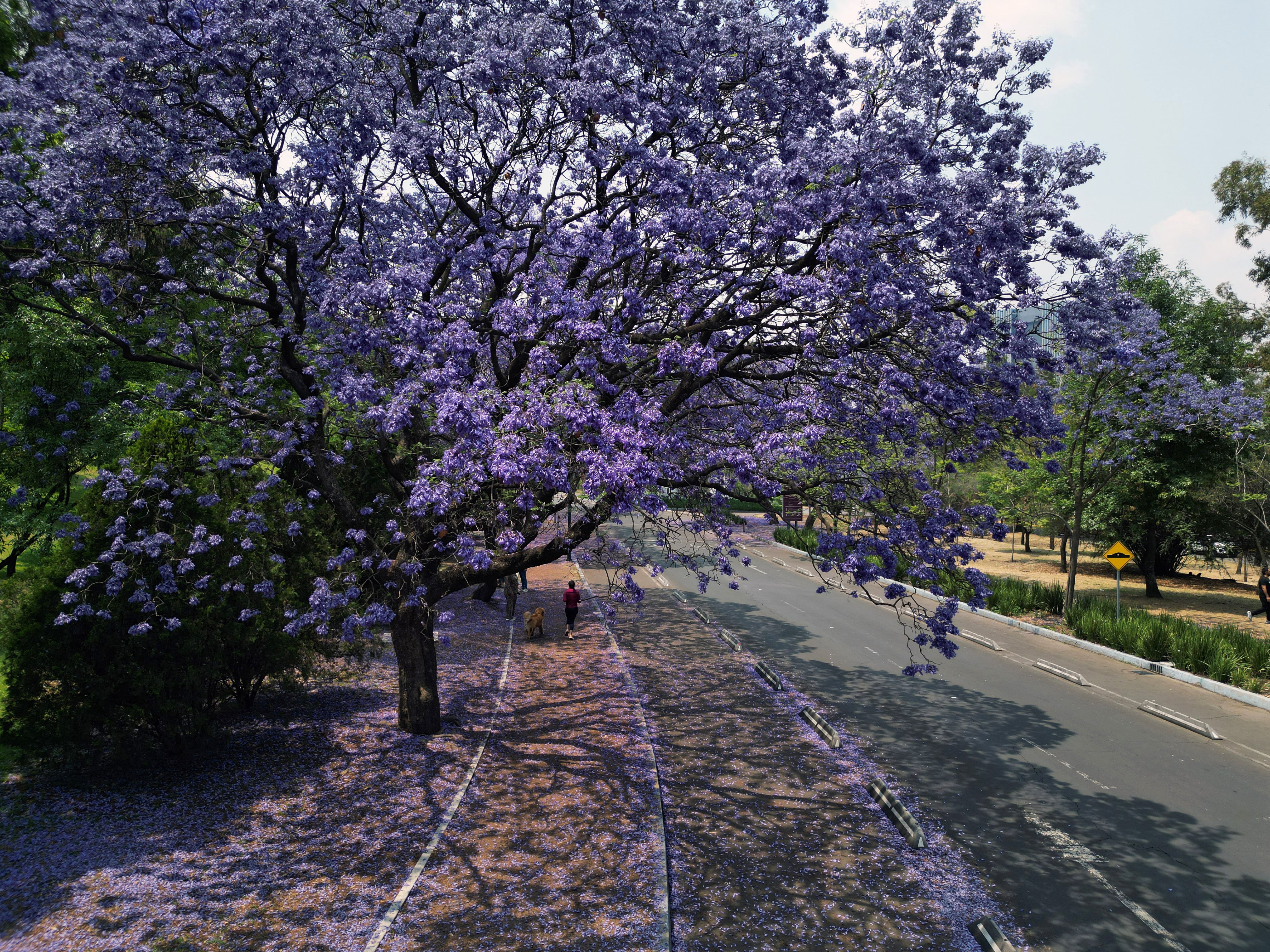 El árbol de flores violetas embellece la capital mexicana, pero desplaza especies nativas y altera el equilibrio ecológico.