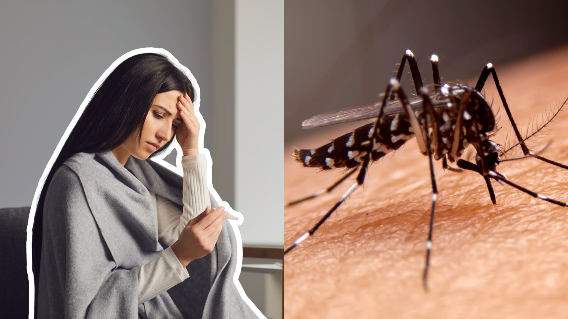 El mosquito Anopheles es el principal transmisor del parásito que causa el paludismo; su control es clave para prevenir nuevos contagios.